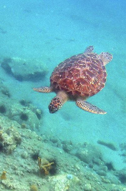 KAIRIDREAM MARTINIQUE