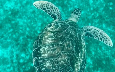 Où voir les tortues en Martinique ? Les meilleurs endroits et conseils