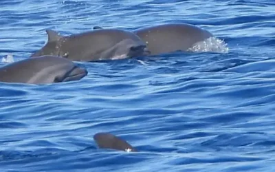 Observer les dauphins en Martinique : où, quand et comment les voir ?