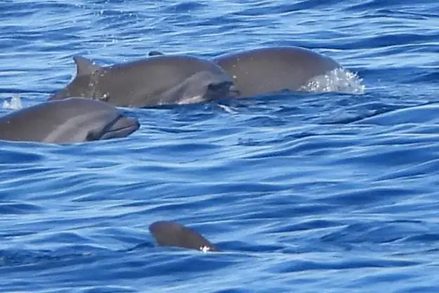 Observer les dauphins en Martinique : où, quand et comment les voir ?